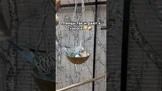 Игры птенцов 🤣🥥