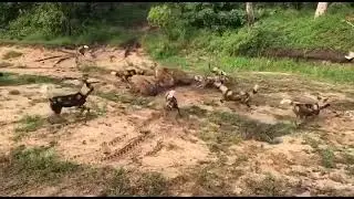 Fight between Dogs and Hyena