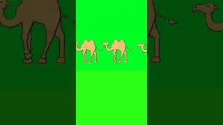 Camel walk green screen animation Effects 