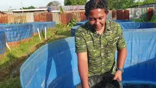 Cara cepat nyortir lele, manfaatkan ikan sapu-sapu