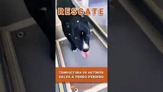 🧡Perro rescatado por conductora de autobús #tenerife #perros #autobús #tiktok