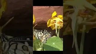 Wow ! ButterFly .. #shorts #buraqinstitute #butterfly