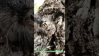 Butterfly? #butterfly #shortvideo #shorts #youtubeshorts #short