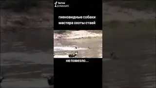 Гиеновидные собаки