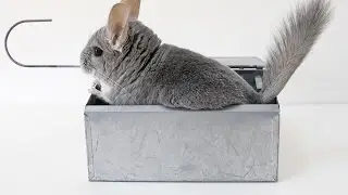 Chinchilla Dust Bath Fail