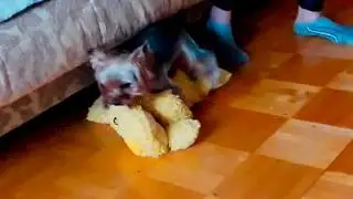 приколы с животными. ерк и игрушка. смешно. мама кормит дочь