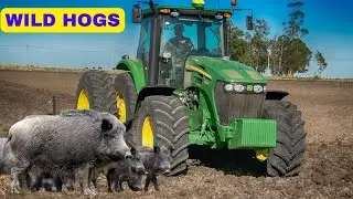How U.S. fighting to stop Canadian 'super pigs' from invading $2.5 Billion Threat to U.S. Farmers
