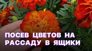 Посев цветов на рассаду в ящики