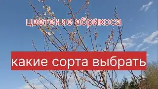 Цветение абрикоса. Какие сорта выбрать.