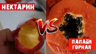 Папайя Горная Против Нектарина