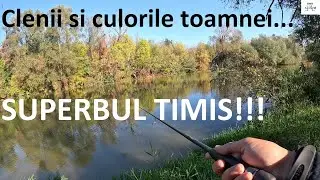 🎣 Am prins pești pe Timiș, într-un decor pictat de toamna... Spinning! 🎣
