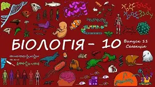 Селекція-10 клас