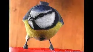 video 2017 01 blue tit cyanistes caeruleus peanuts & songs 1080p 2mn