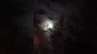 Луна и волк в ночном лесу....