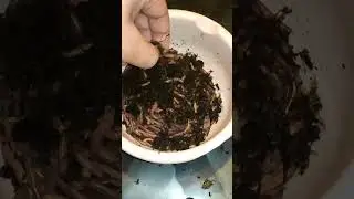 Хоп мусорок  Черви дендробена