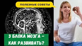 Как развивать мозг - 3 блока мозга по Лурия