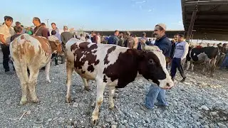 НАРХИ БУКА ГНОЖИН МОЛИ БУГОЗ МОЛ БОЗОРИ ПАХТАБОД РЕГАР 28-8-22 АВГУСТ