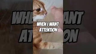 When My Cat Wants Attention VS When I Want Attention From Him #catsvideo #orangecat #catshorts