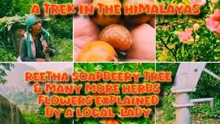 A Trek In The Himalayas/ Reetha Soapberry Tree & Many Natural Herbs Flowers Explained By Local Lady
