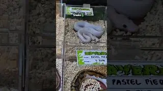 Ssst Cute Snake 🐍 #animals #snake #snakevideo #snakes #ular #reptile #slithersnake