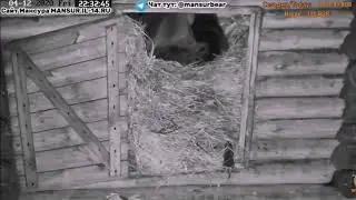 Медведь и мышка
