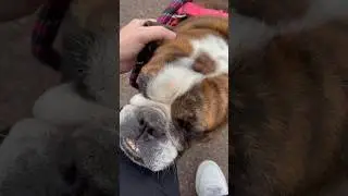 POV Trying to walk an English Bulldog 🐶🤦🏻‍♀️#dogvideos #englishbulldog
