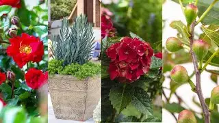 Four new plants for my zone 5 garden 🌿