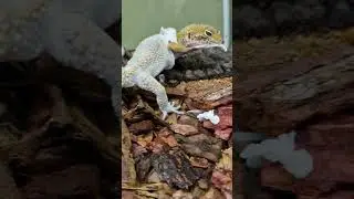 так и назовём это видео "НОСКИ"  #геккон #эублефар #рептилии #носки #юмор