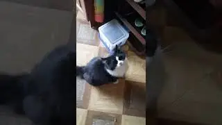 лазарет , царь заболел