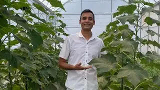 Arbol de Kiri | Parte 1