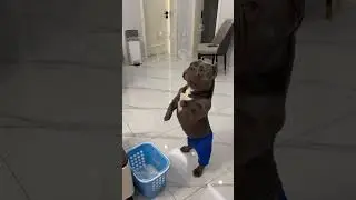 狗狗誤食洗衣粉導致。。。 