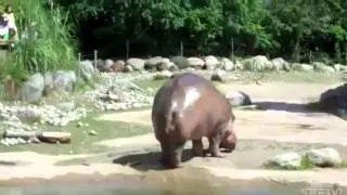 TGV - The hippoSHITamus