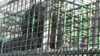 Dubai ZOO