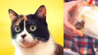 SlivkiShow quält Kakerlake für Klicks!