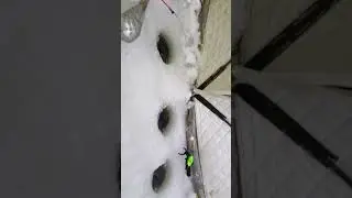Ямал .катровож.берёзовый остров.пыжьян.ерш.зимняя рыбалка
