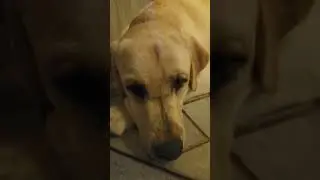 chipi chipi chapa chapa