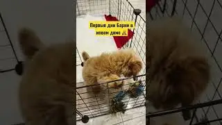 Первые дни Барни в новом доме 🧸. Адаптация прошла очень быстро.