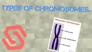 Types of chromosomes || 4 types || with diagrammatical representation.