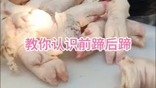 给还不认识前腿后蹄的朋友再讲一下