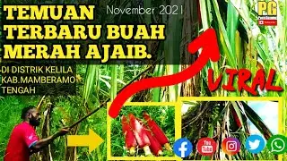 Buah Merah//Buah Ajaib Dari Papua Penuh Khasiat// Cara Panen buahnya.