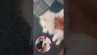 puppy funny video SUBSCRIBE #puppy #dog #cute #cutebaby #cutepuppies #cutepuppy