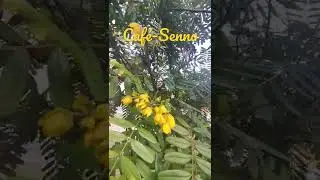 Café-Senna/(Senna occidentalis) (L.) Link. [Ler Descrição]