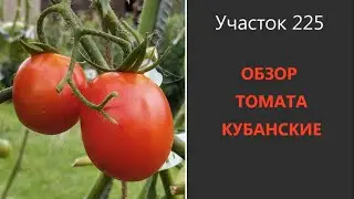 Томат Кубанские. Помидоры для любых целей!