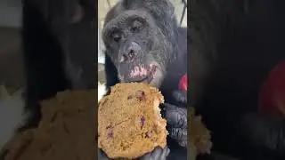 Kaleb Enjoying His "Birthday Cake" - Save the Chimps