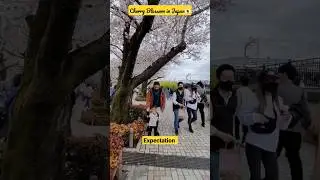 Expectation vs Reality of Cherry blossom 🌸 #shorts #expectationvsreality