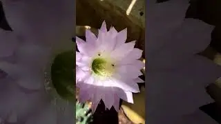 Cactus in the desert | Echinopsis tubiflora
