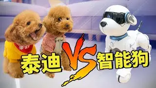 The owner bought a smart dog, and 3 poodles got angry: Dare you challenge me?