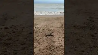 Releasing the turtles to the ocean #puertovallarta