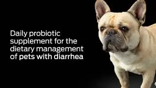 Purina Pro Plan Veterinary Supplements FortiFlora Dog Probiotic Supplement Canine Nutriti #sorts