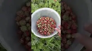 Выходной в деревне/Жизнь в деревне